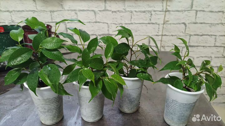 Фикус бенджамина экзотика