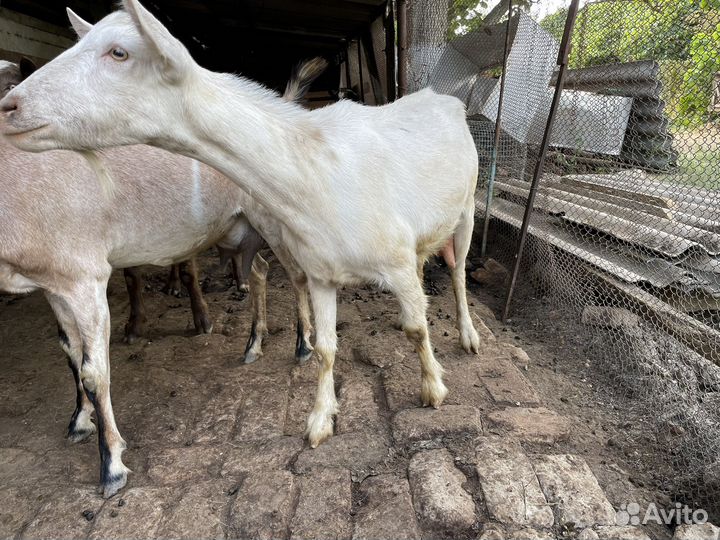 Коза дойная молочная