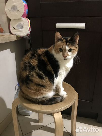 Кошка в дар трехцветная Диско Шар