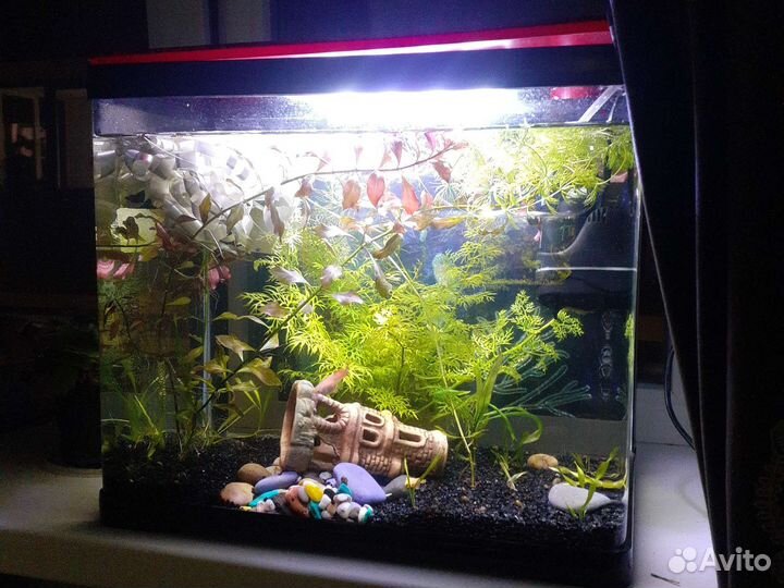 Аквариум террариум