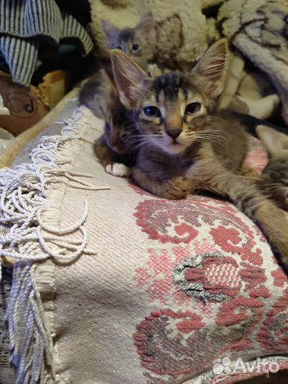 Кошки в добрые руки бесплатно