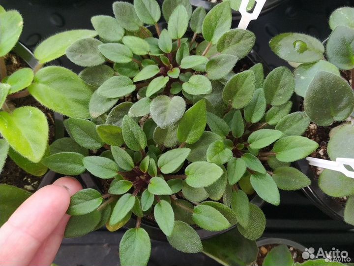 Фиалки не рассаженные