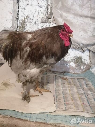 Петух Брама