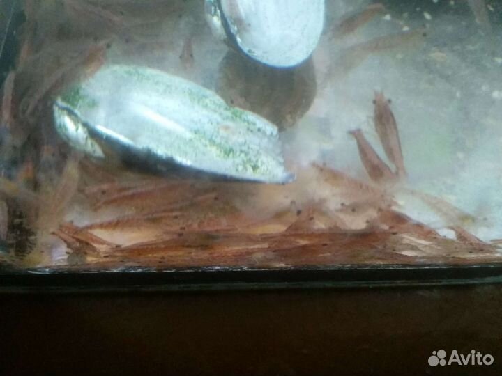 Аквариумные креветки