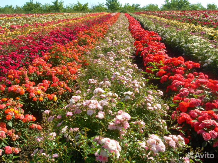 Саженцы роз и сирени