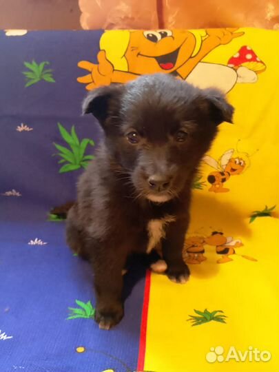 Щенки ищут дом есть и девочки и мальчики 1 месяц