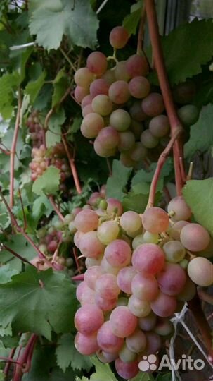 Саженцы винограда