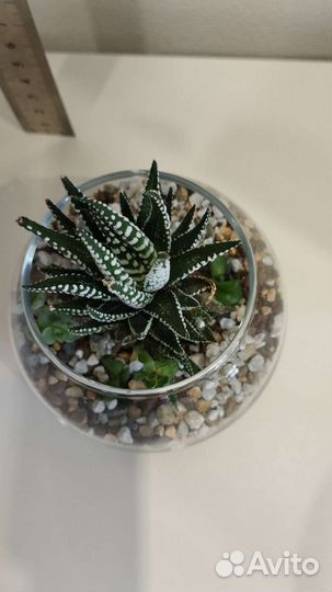 Флорариумы с суккулентами в кашпо Икея