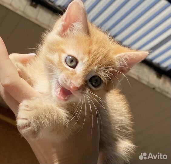 Котята мальчики
