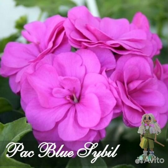 Пеларгония плющелистная, герань