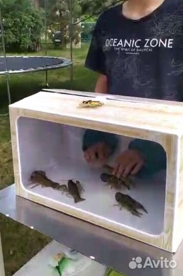 Игра шоу нащупай аренда аниматор