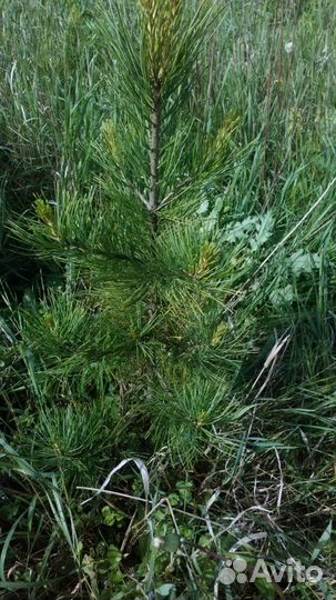 Продаются саженцы кедра