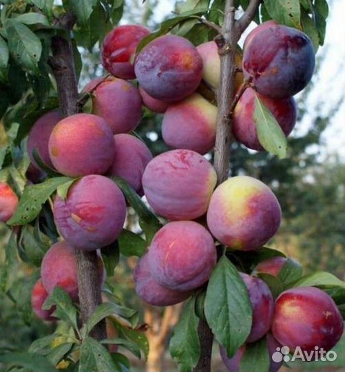 Колоновидные саженцы черешни абрикоса сливы