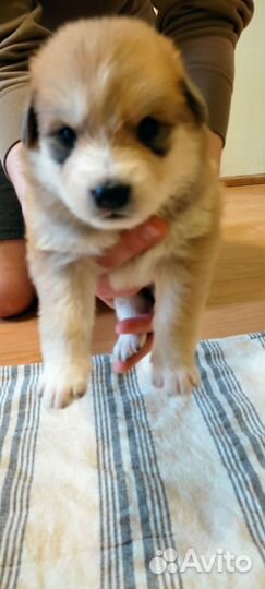 Отдам щенков в добрые руки