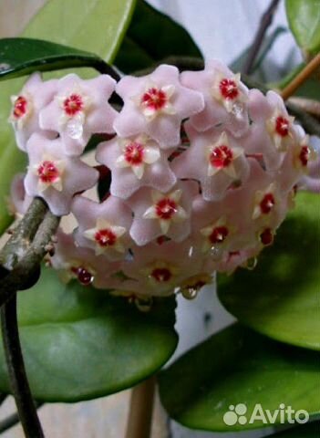 Хойя (Восковой плющ)