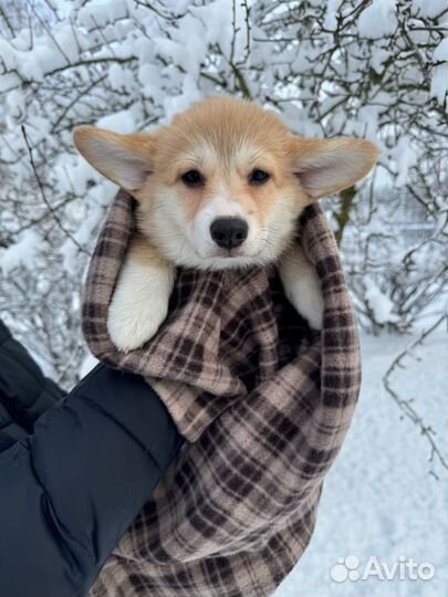 Вельш-корги щенки