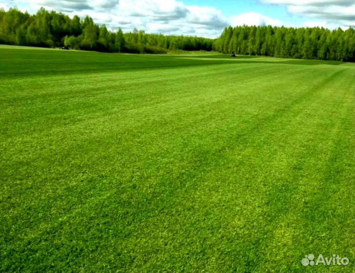Рулонный газон 