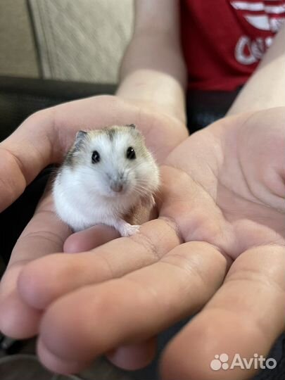 Джунгарский хомяк