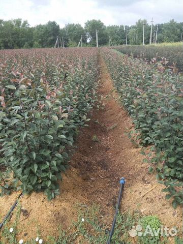 Подвой яблони 54-118