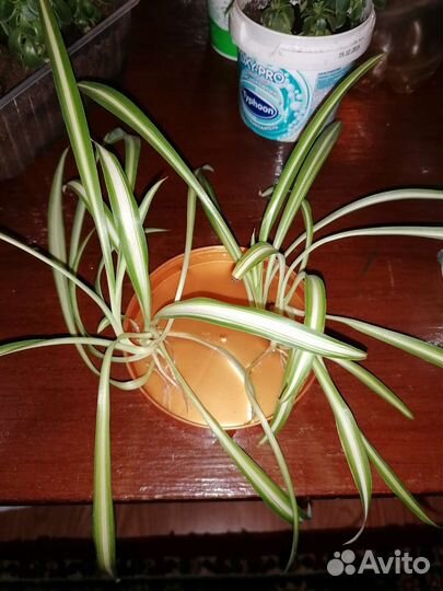 Хлорофитум