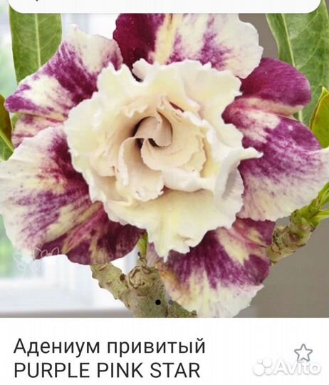 Адениум махровый привитый