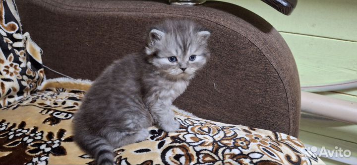 Шотландская золотая шиншилла