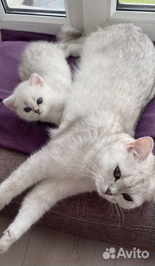 Британская шиншилла