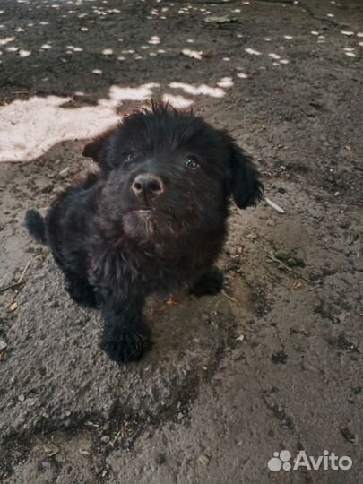 Собака в добрые руки щенок