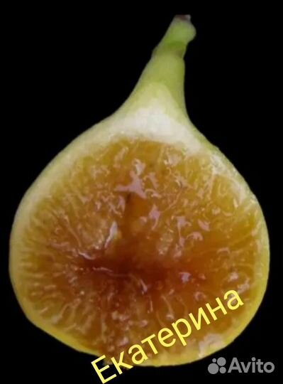 Комнатные инжиры, инжир с плодами