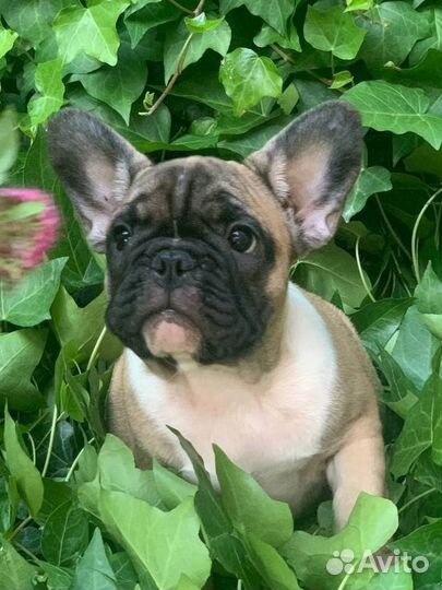 Щенки французского бульдога