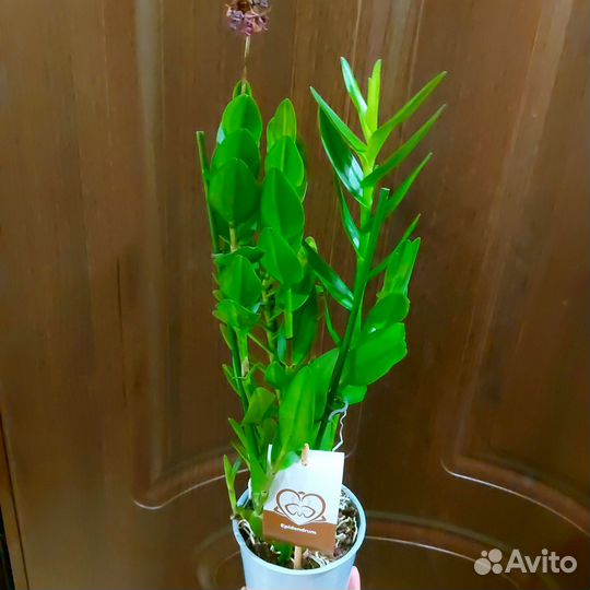 Epidendrum Nordic Fire редкая ароматная Отцвела