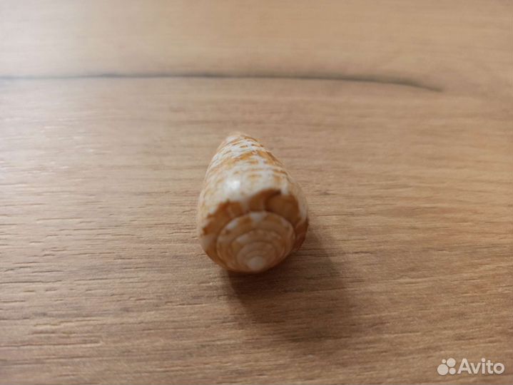 Морская раковина