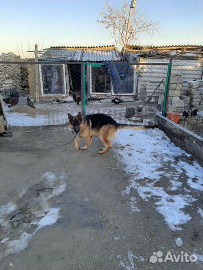 Щенки немецкой овчарки