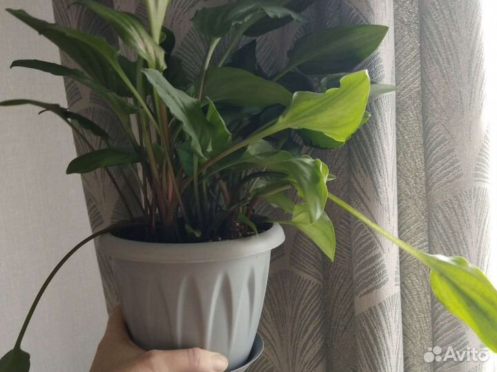 Комнатные цветы