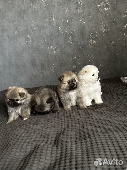 Щенки померанского шпица