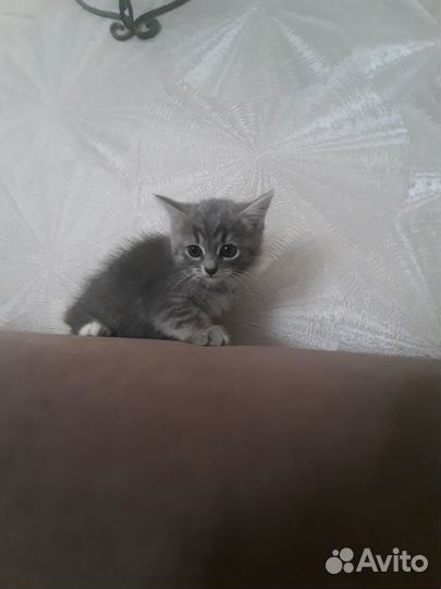 Отдам бесплатно