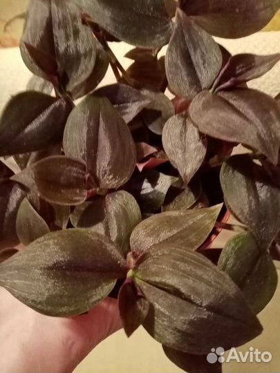 Традесканция