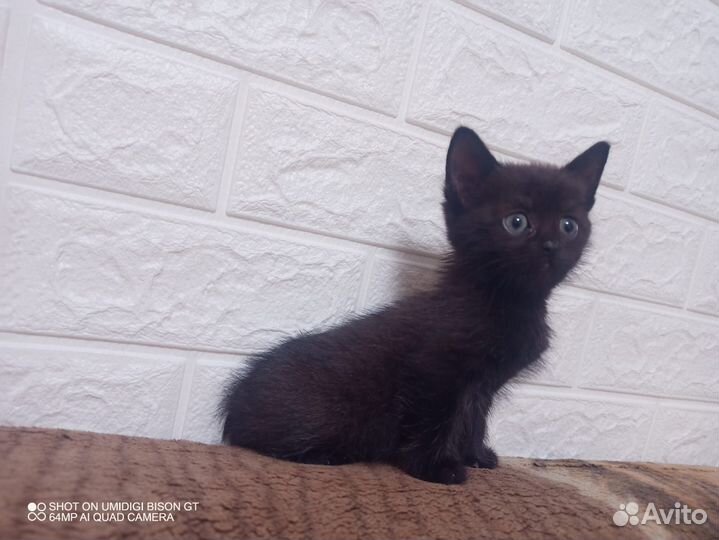 Кошка в дар