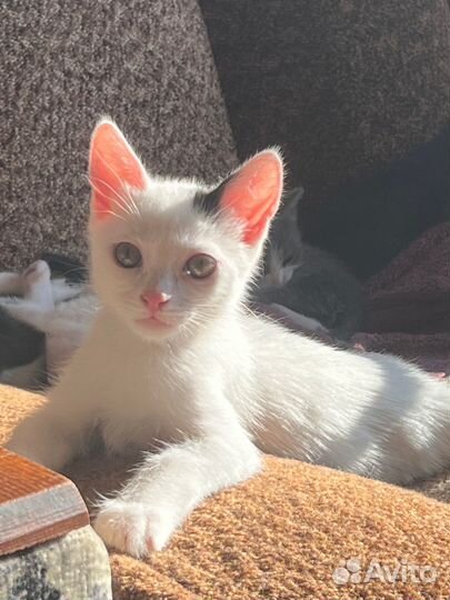 Котенок
