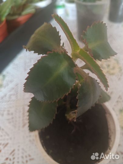 Комнатные цветы