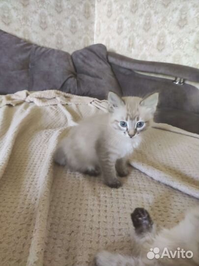 Тайский котик