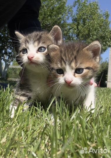 Котята в добрые руки мальчики