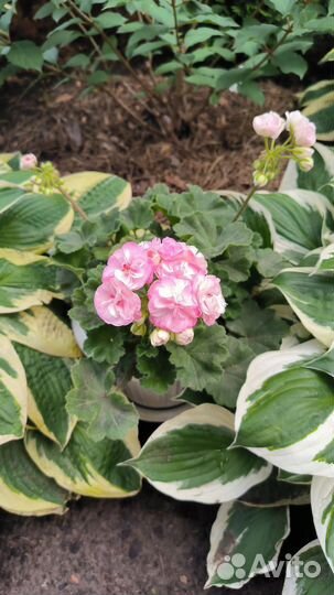 Пеларгония герань