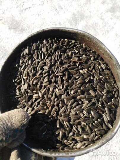 Зерно пшеница ячмень кукуруза