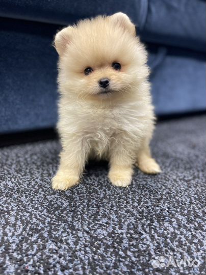 Щенки померанского шпица