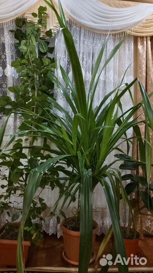 Панданус пальмы