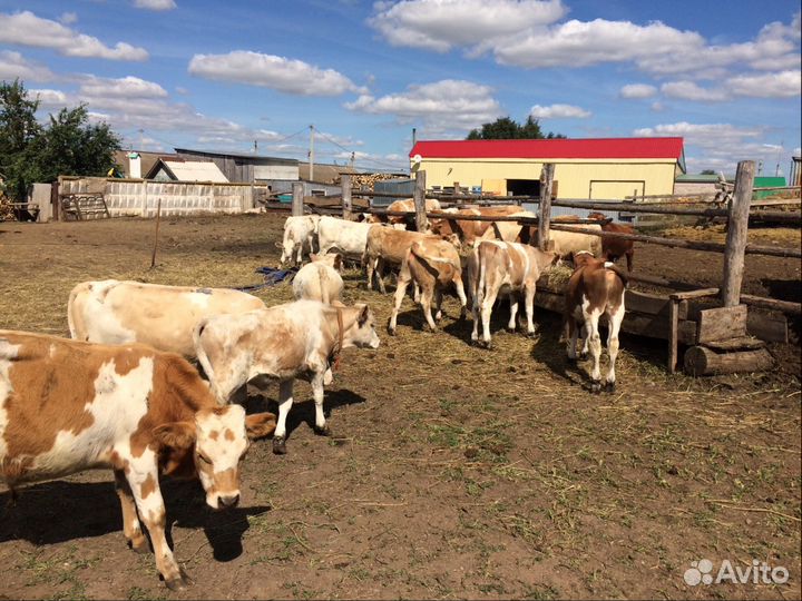 Calves (телята )