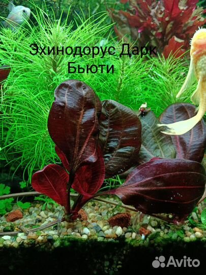 Аквариумные растения