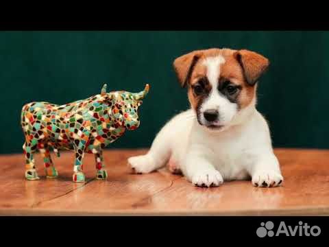 Джек Рассел терьер - породистые щенки объявление продам