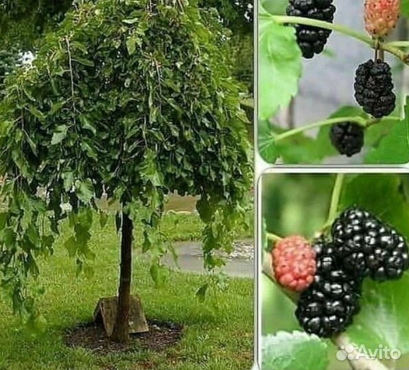 Шелковица на штамбе (тутовник)